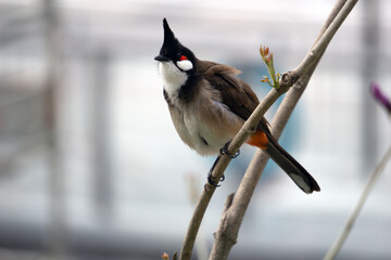 A red-whiskered bulbul with a distinctive black crest sits perched on a slender branch