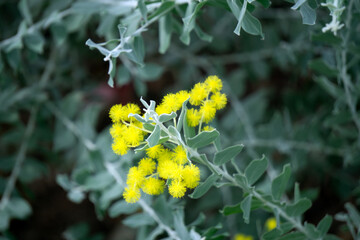 Acacia dealbata Link, Acacia baileyana F.Muell. bloom against a soft silver-green backdrop, capturing the essence of spring