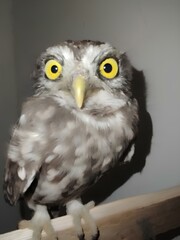 great horned owl