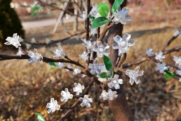 봄, 나무, flower, 블로섬, 네이처, 가지, 버찌, 분홍, 식물, flower, 개화, 개화, 계절, 뜰, 나뭇잎, 미, 백, 식물, 사쿠라, 사과, 목련, 아웃도어, 꽃봉오리, 꽃