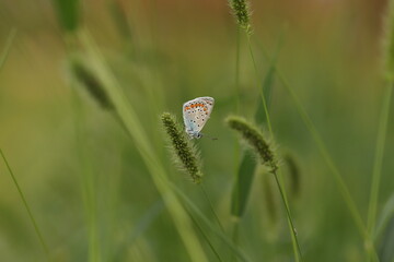 una farfalla licenide al tramonto 