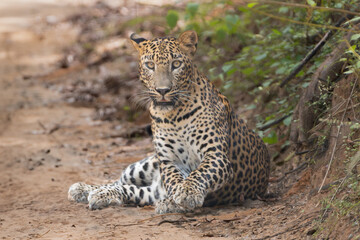 Sri Lankan leopard - Panthera pardus kotiya lying on road and observing surroundings. Photo from Wilpattu National Park in Sri Lanka. Vulnerable species.