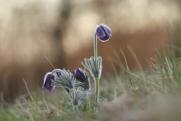 fiore di anemone pulsatilla