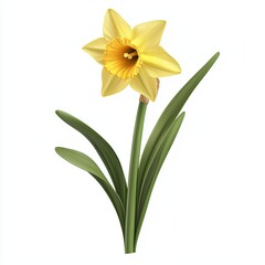 Fototapeta premium Daffodil flower isolated on white background