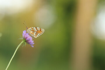 una farfalla melitaea al tramonto