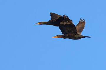 volo in coppia