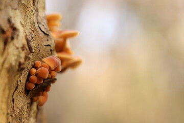 funghi nel bosco in autunno