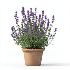 Fototapeta premium Lavender plant isolated on white background