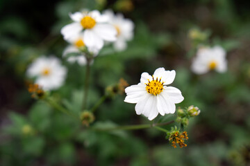 close up of Bidens pilosa L., Cosmos caudatus Kunth