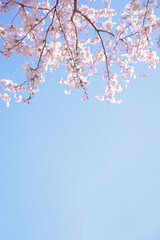Pink cherry blossom tree on sky background