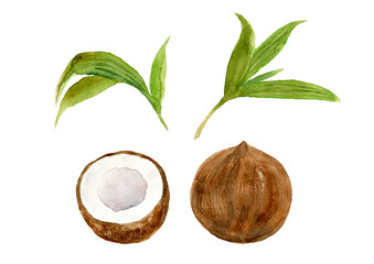 ココナッツの手描き水彩イラスト