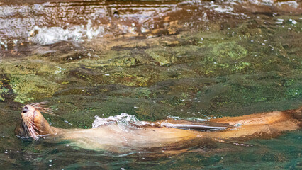 Obraz premium Tierwelten auf den Galapagos Inseln