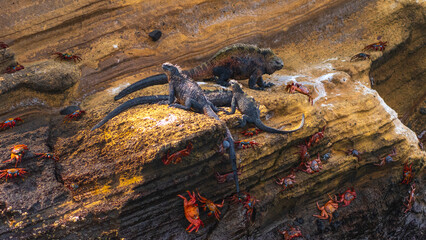 Tierwelten auf den Galapagos Inseln