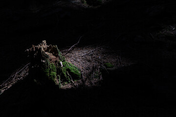Intricate tree roots covered in moss, bathed in contrasting light, create a mystical atmosphere in the forest near Sněžka.