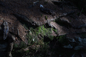 Intricate tree roots covered in moss, bathed in contrasting light, create a mystical atmosphere in the forest near Sněžka.