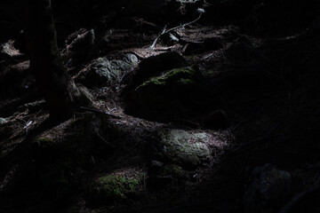 Intricate tree roots covered in moss, bathed in contrasting light, create a mystical atmosphere in the forest near Sněžka.