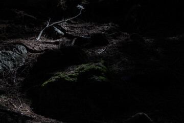 Intricate tree roots covered in moss, bathed in contrasting light, create a mystical atmosphere in...