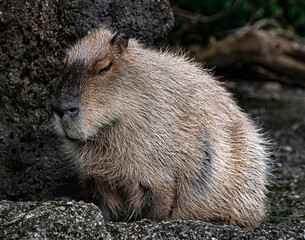 Sitting capybara. Latin name - Hydrochoerus hydrochaeris	
