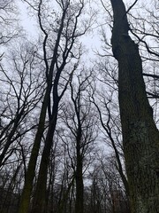 Przyroda przygotowuje się do wiosny