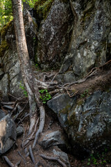 Close-up of a pine tree trunk growing on a huge boulder, entangling it with roots.