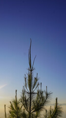 Standing Tall &ndash; The Grace of a Solitary Pine