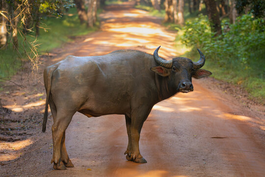 wild water buffalo - Bubalus arnee migona also called Asian buffalo, Asiatic buffalo and wild buffalo on road.  Photo from Wilpattu National Park in Sri Lanka.