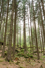 A peaceful forest scene in Adršpašské skály park, with tall trees and a tranquil atmosphere.