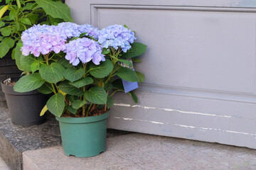 Hydrangea in pot in city. Purple blooming flower. Green bush standing at door of house. Floral decoration. Sunny.