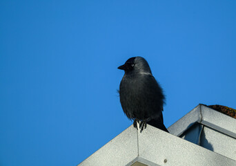 A western jackdaw is perching on the edge of a metallic rooftop, showcasing its sleek feathers. The vibrant blue sky serves as a striking backdrop in bright daylight