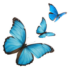 three colorful butterflies isolated on white