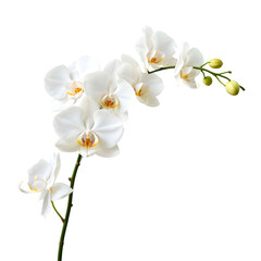 "Stunning White Orchid Blossom for Elegant Decor"