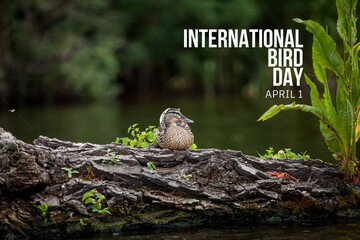 Photo of a duck on a lake. Bird in the wild. International Bird Day April 1. 