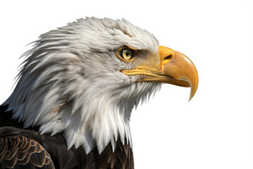 Obraz premium Bald Eagle Headshot Transparent Background: American Symbol Stock Image, Bird of Prey - Patriotic Icon, Freedom, Sharp Gaze, White Feathers, Powerful Beak, North American Wildlife