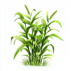 Wheat plant isolated on white background