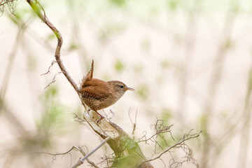 Zaunk&ouml;nig sitzt auf einem Ast
