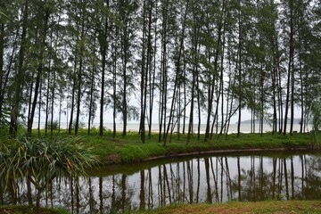 Obraz premium Serene tree reflection in Thailand