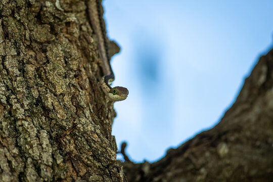 A boomslang in a tree
