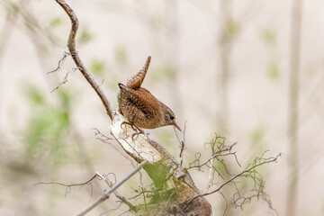 Fototapeta premium Zaunkönig sitzt auf einem Ast