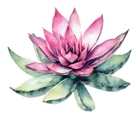 Realistic watercolor illustration of a vibrant pink succulent with lush green leaves