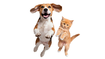 Playful Cat and Dog on Transparent Background