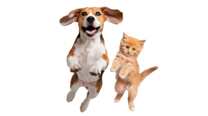 Playful Cat and Dog on Transparent Background