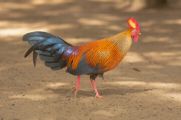 Sri Lankan junglefowl - Gallus lafayettii, Ceylon junglefowl or Lafayette's junglefowl male, cock goes on sand. Photo from Wilpattu National Park in Sri Lanka. Endemic bird of Sri Lanka.