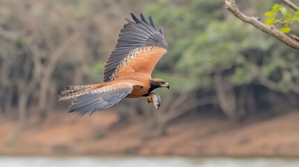 Fototapeta premium Flying Black-collared Hawk Carrying Fish in Its Talons Over Water