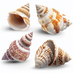 Obraz premium Collection of isolated seashells