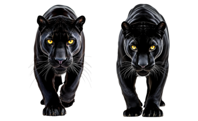 Two black panther walking pose with intense gaze and yellow eyes isolated on transparent background