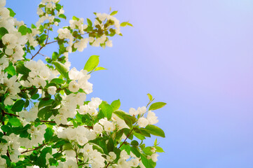 Spring flower background - white apple flowers in blossom lit by bright sunlight. Soft filter...