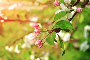 Spring apple flowers in blossom lit by soft sunlight- spring floral background. Apple tree branch in the spring garden