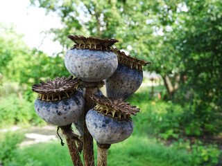 Bloomed poppy flower in natural conditions, harvesting in the field, head close-up