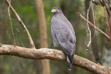Crested serpent eagle - Spilornis cheela perched at dark green background. Photo from Wilpattu National Park in Sri Lanka.