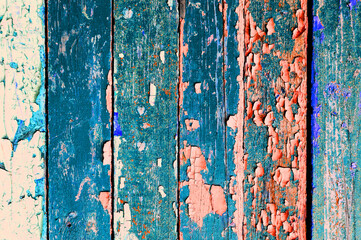 Texture background with chipped paint on the old weathered wooden surface, peeling paint background with chipped paint of blue and pink colors
